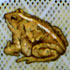 4 Toads