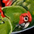 Red Light Conures