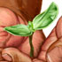 Plants Are Our Allies