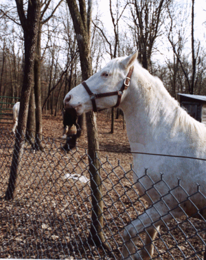 Mr. Ed