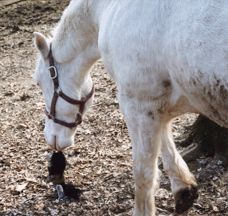 Mr. Ed